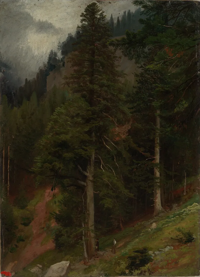 Abhang Im Tannenwald