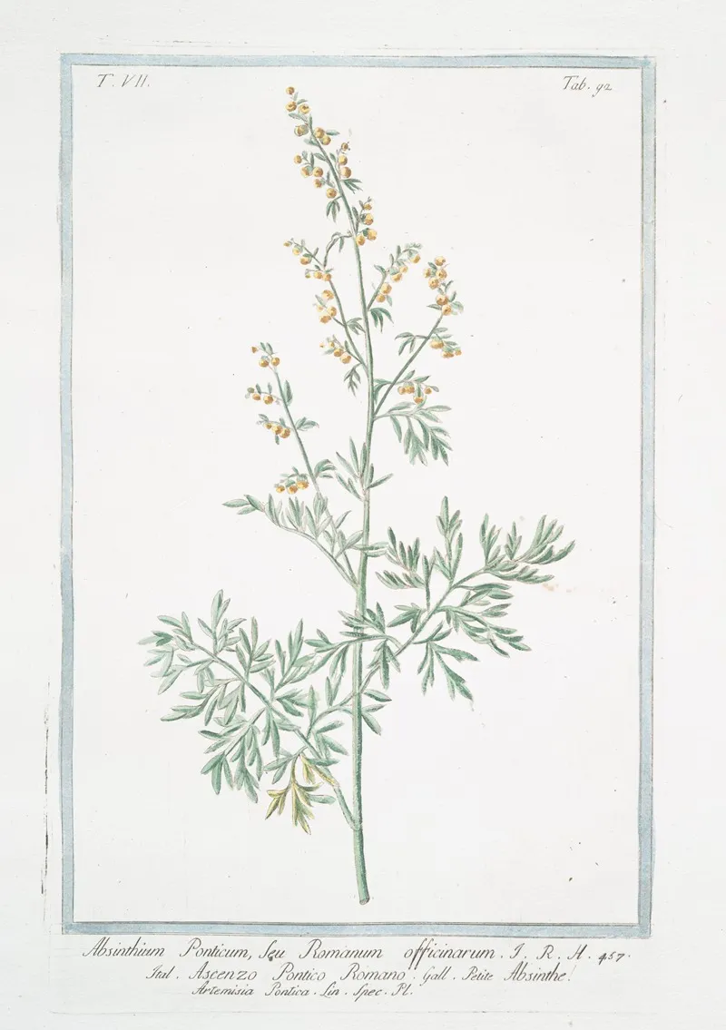 Absinthium Ponticum Seu Romanum Officinarum Ascenzo Pontico Romano Absinthe Artemisia Pontica Lin Spec Pl Roman Wormwood