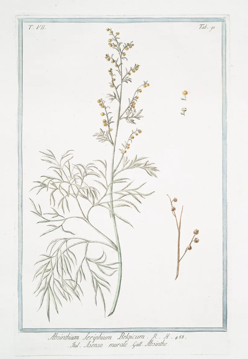 Absinthium Seriphium Belgicum Asenso Murale Abisinthe Wormwood