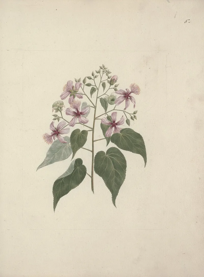 Abutilon Longicuspe A Rich Abutilon