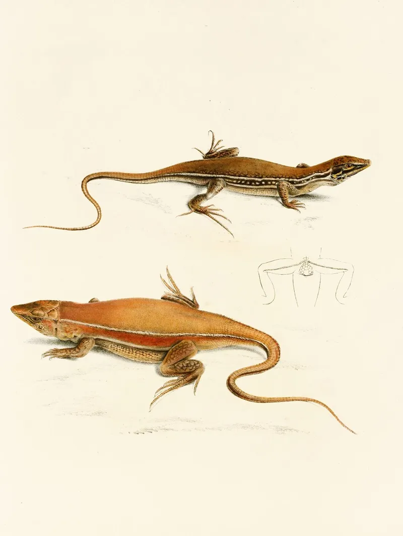 Acanthodactylus Capensis by Sir Andrew Smith - Canvas Print