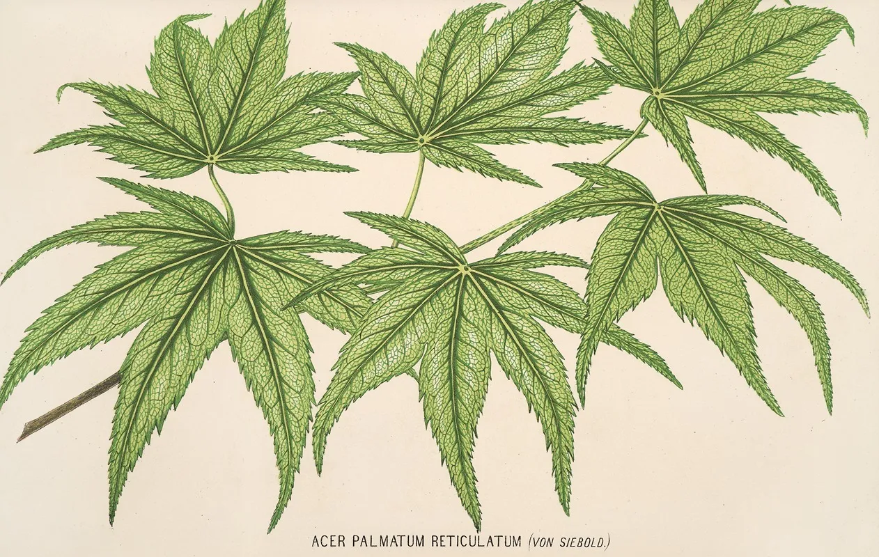 Acer Palmatum Reticulatum