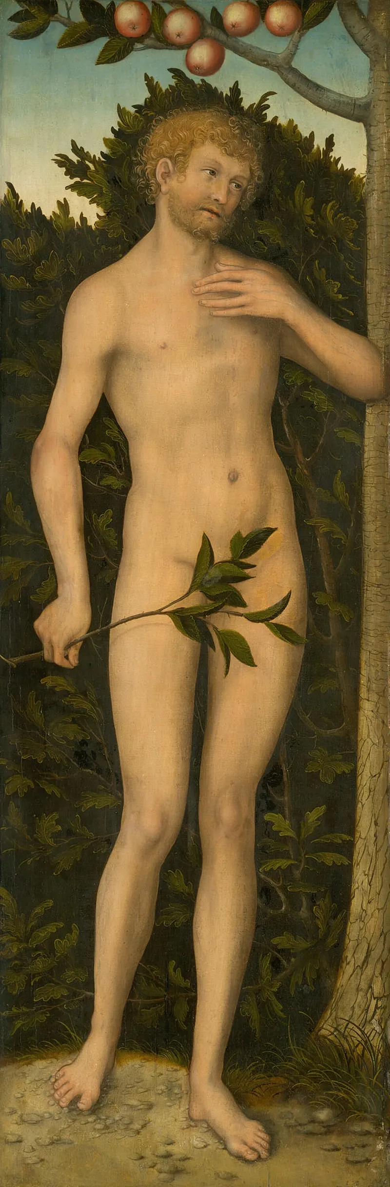 Adam 4 by Lucas Cranach the Elder - Canvas Print