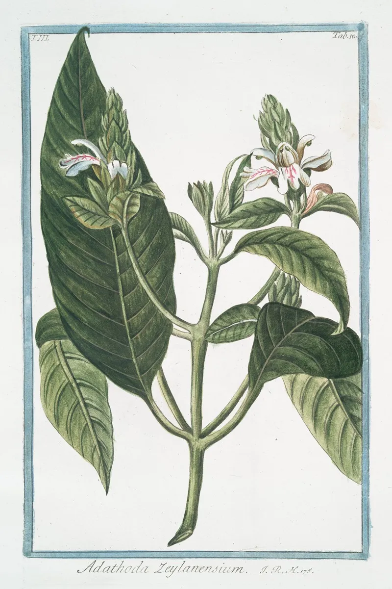 Adathoda Zeylanensium