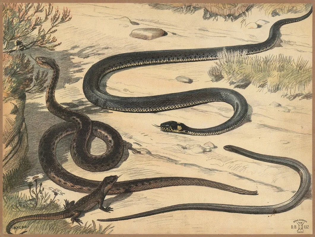 Adder Snake Lizard And Slow Worm