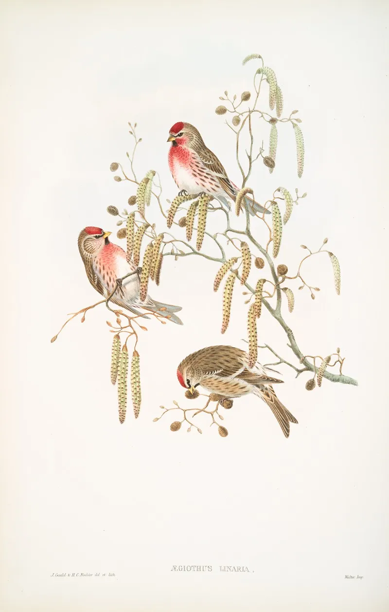 Aegiothus Linaria Mealy Redpole by John Gould - Canvas Print