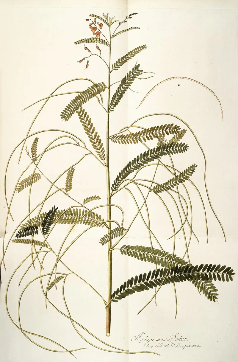 Aeschynomene Bispinosa