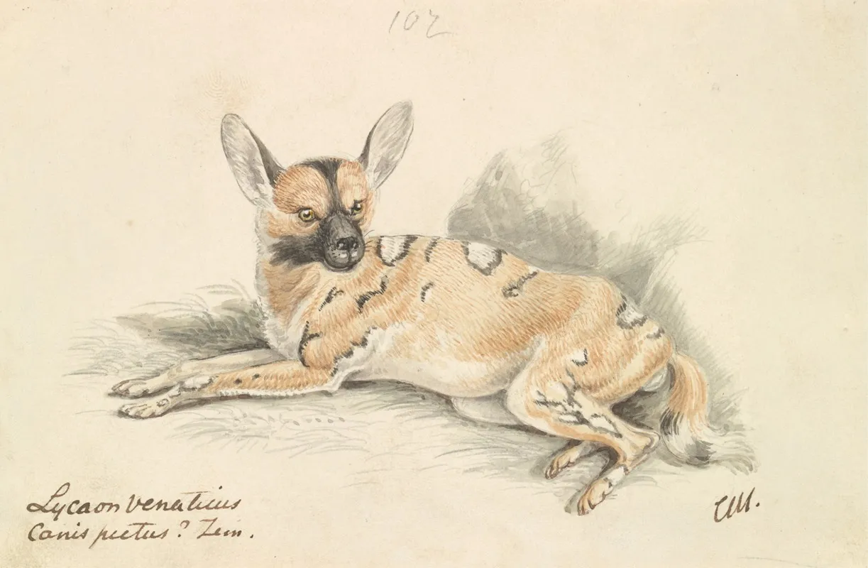 African Wild Dog