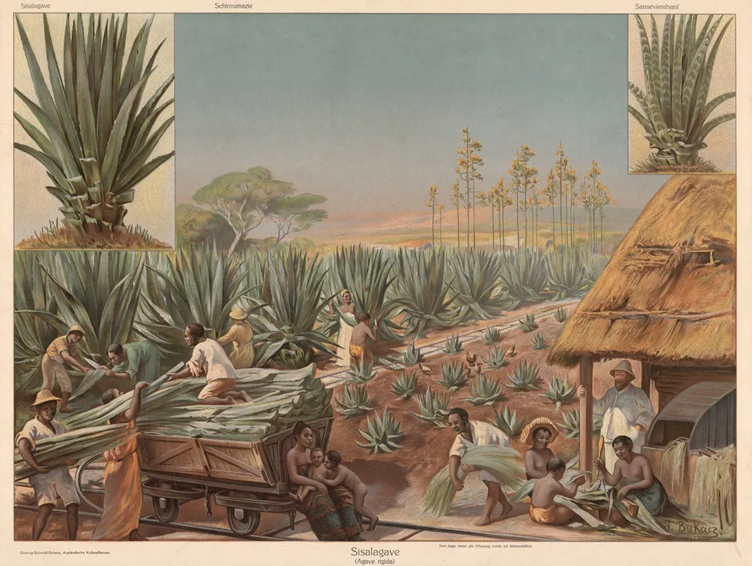 Agave by Franz Bukacz - Canvas Print