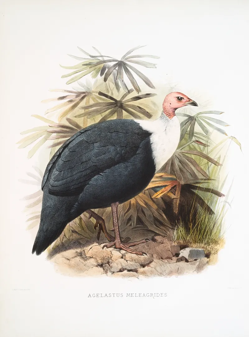 Agelastes Meleagrides 2 by Joseph Smit - Canvas Print