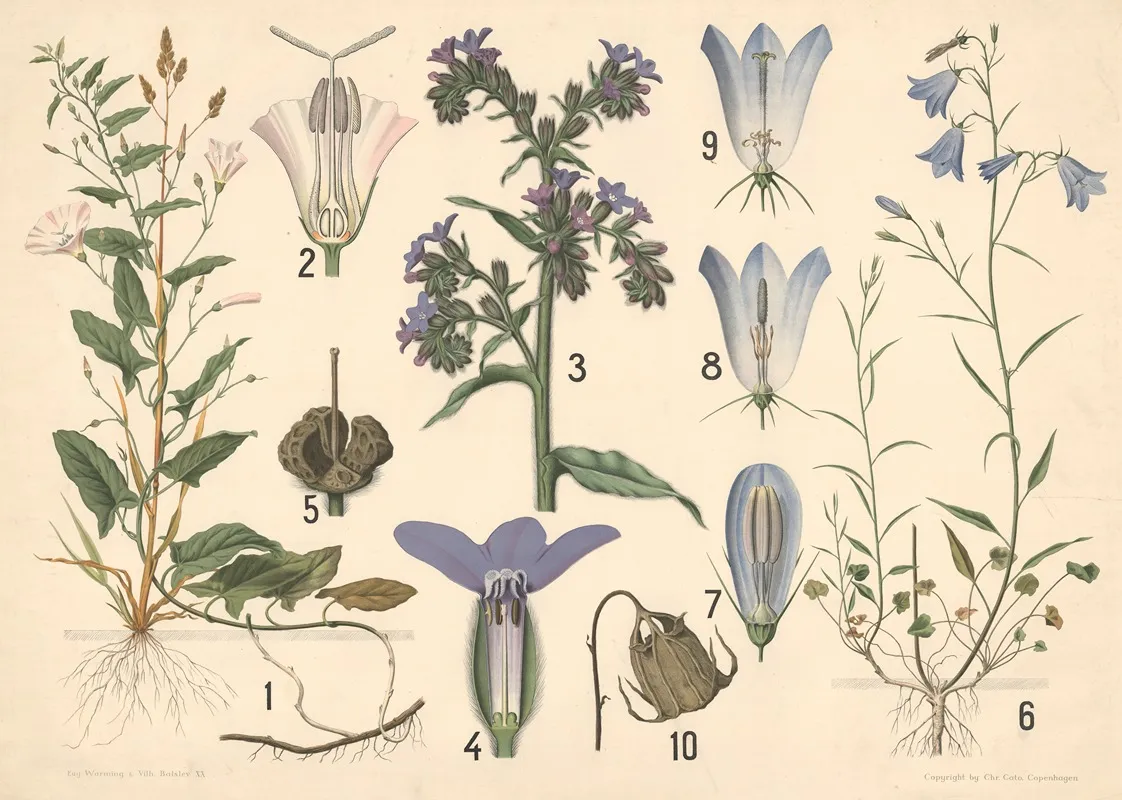 Agersnerle Oksetunge Og Klokkeblomst by Vilhelm Balslev - Canvas Print