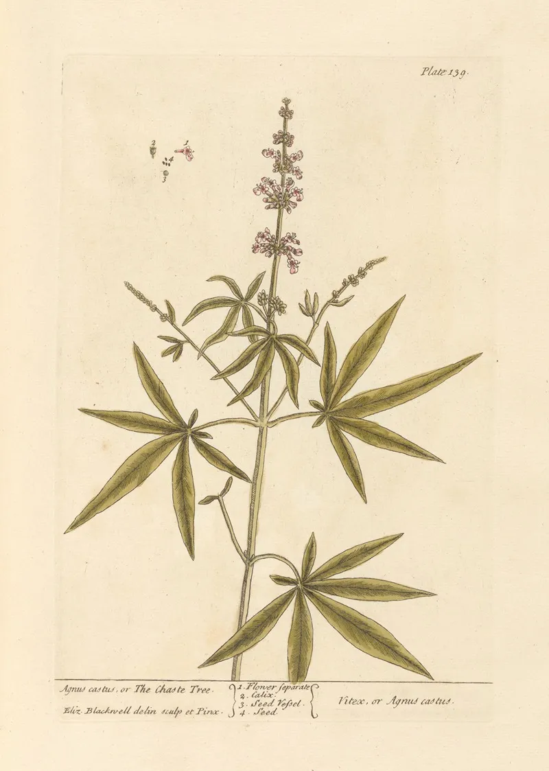 Agnus Castus Or The Chaste Tree