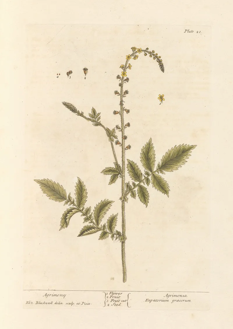 Agrimony