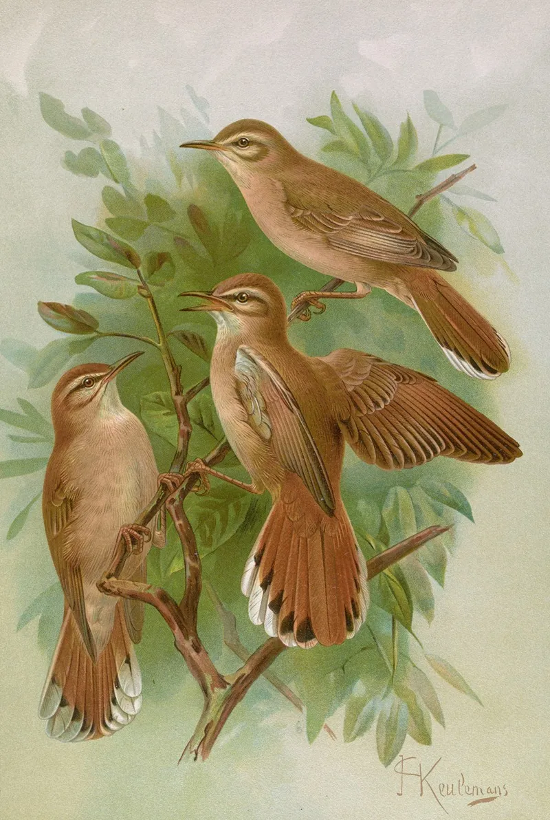 Agrobates Familiaris Agrobates Galactodes