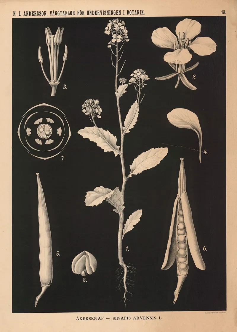 Akersenap Sinapis Arvensis L