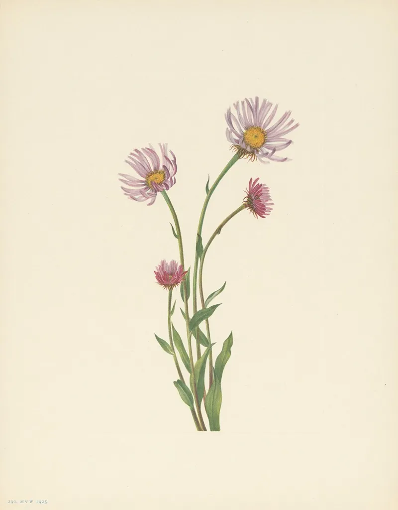 Alaska Fleabane Erigeron Salsuginosus 3