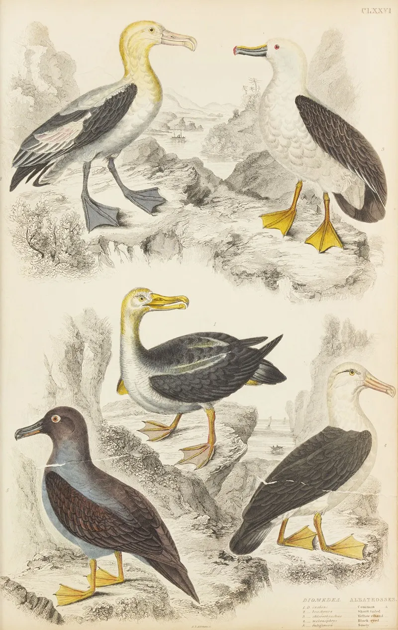 Albatrosses by William MacGillivray - Canvas Print