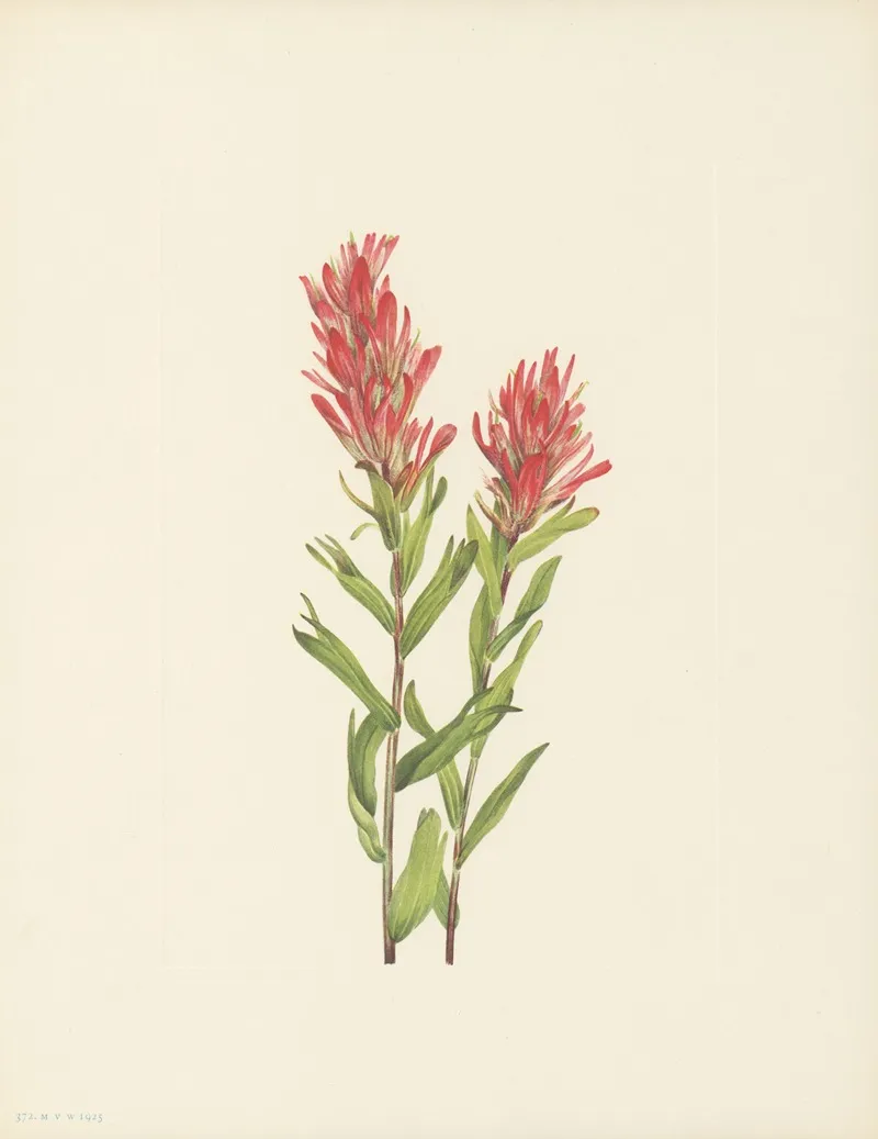 Alberta Paintbrush Castilleja Miniata 2