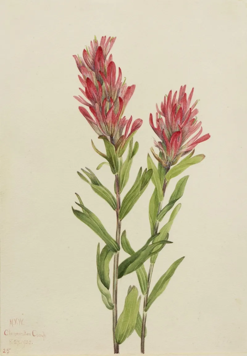 Alberta Paintbrush Catilleja Miniata