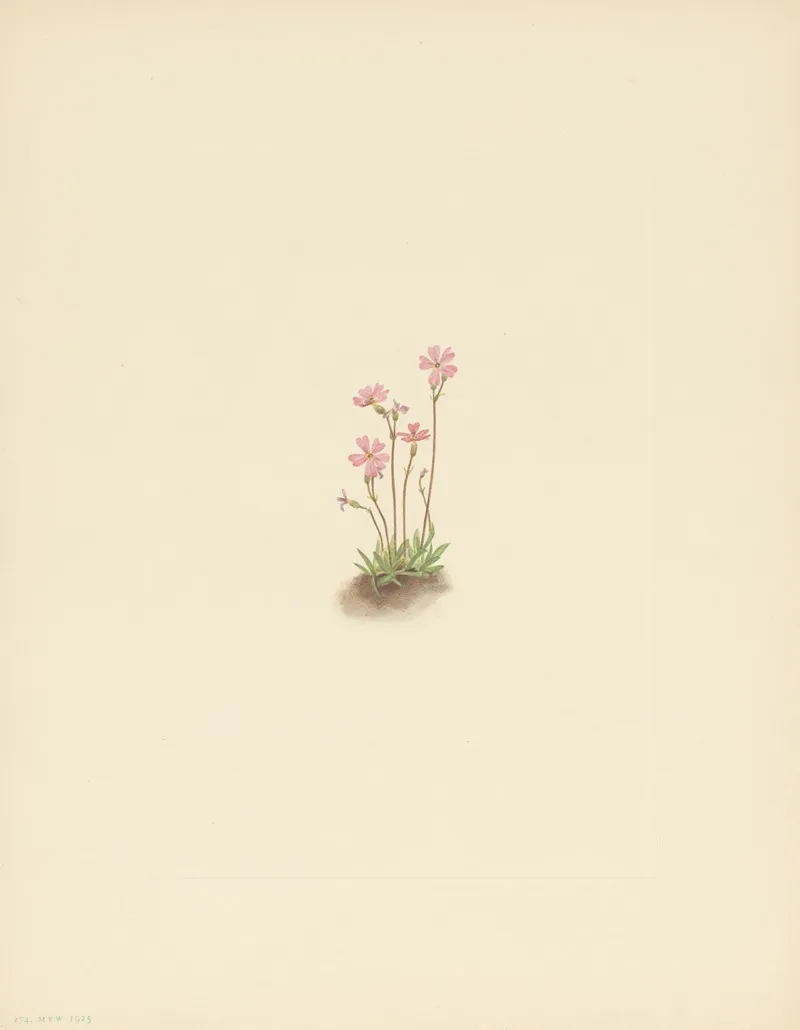 Alberta Primrose Primula Maccalliana 3