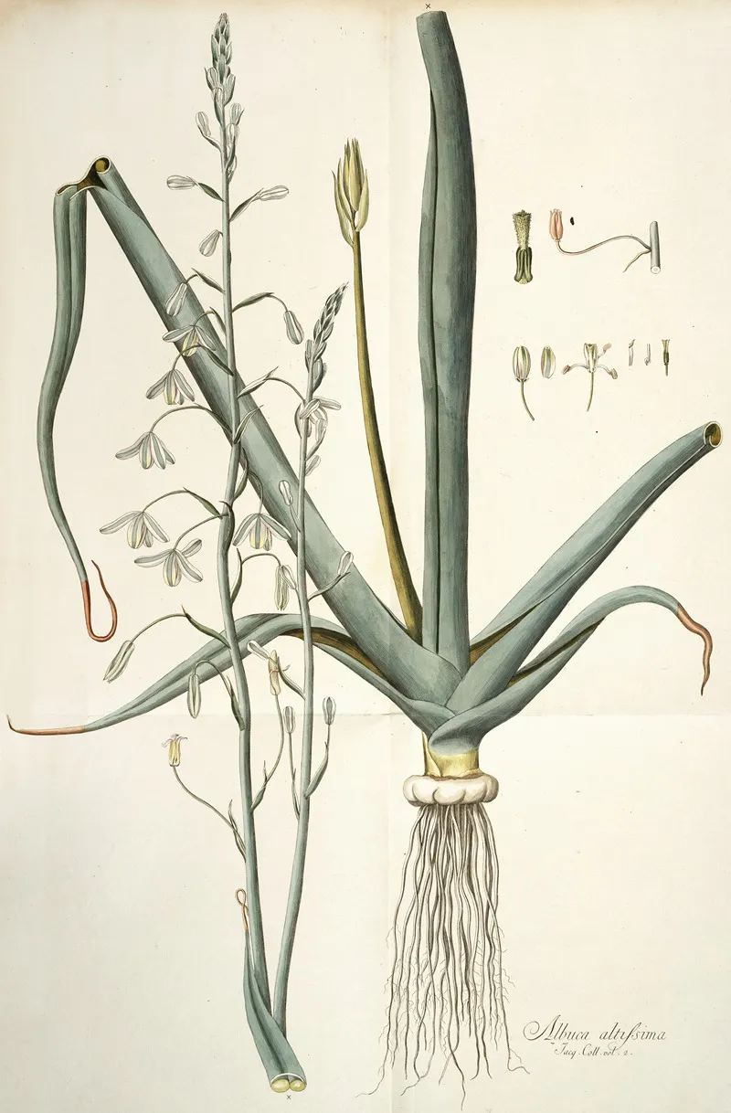 Albuca Altissima