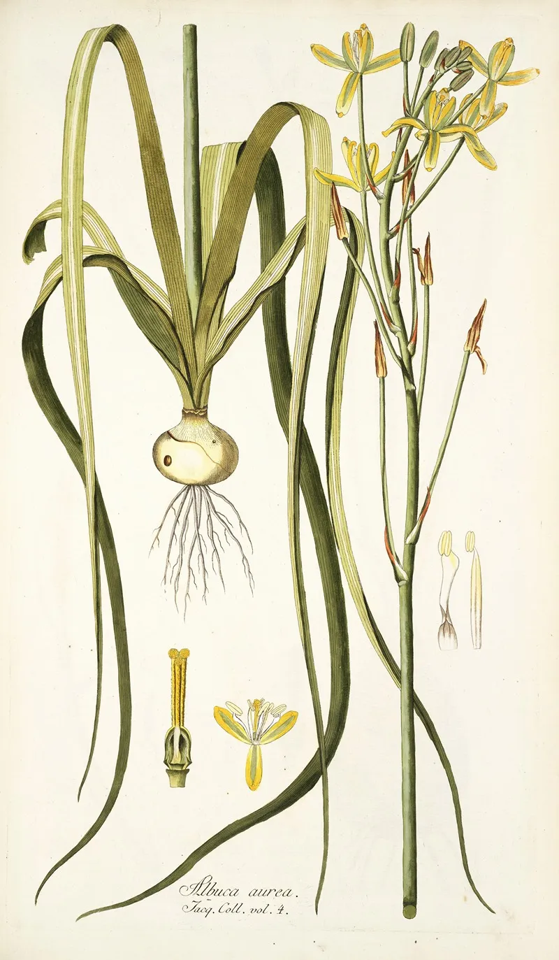 Albuca Aurea