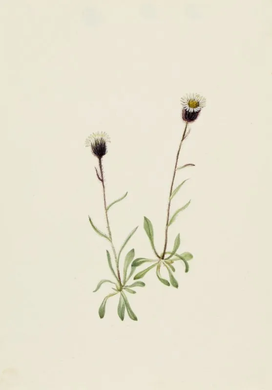 Aleutian Fleabane Erigeron Unalaschensis 2