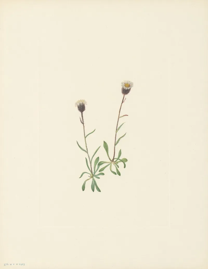 Aleutian Fleabane Erigeron Unalaschensis 3