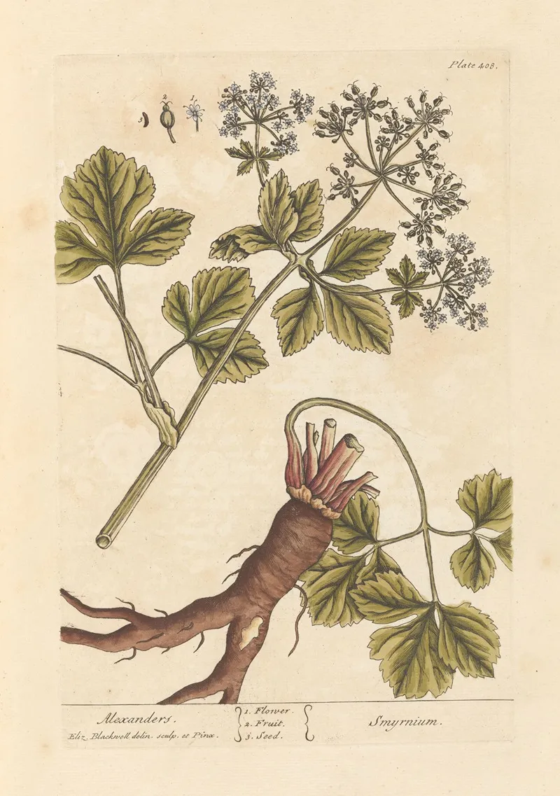 Alexanders