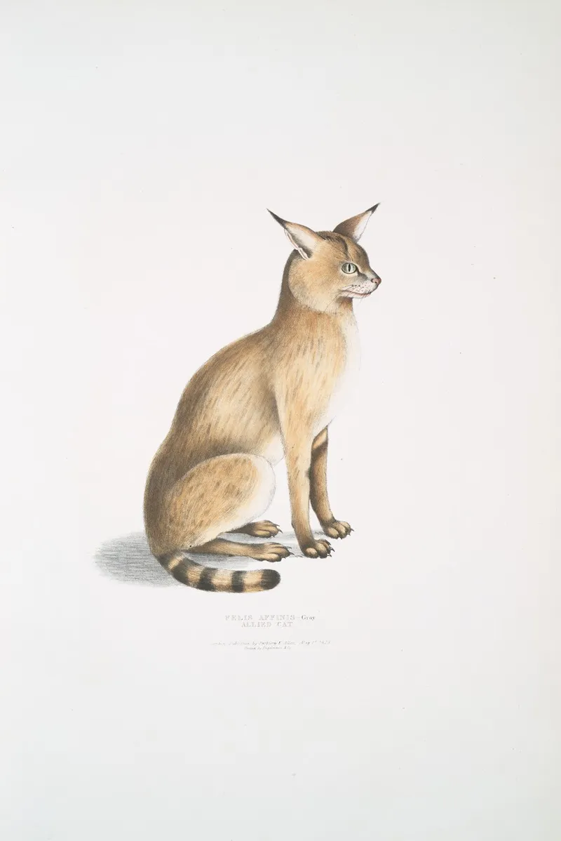 Allied Cat Felis Affinis