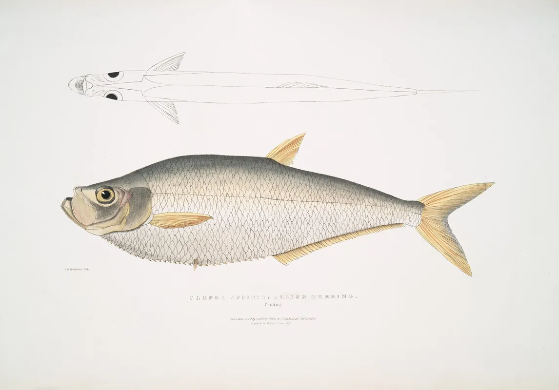 Allied Herring Clupea Affinis Penang