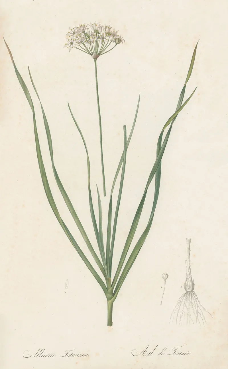 Allium Tartaricum