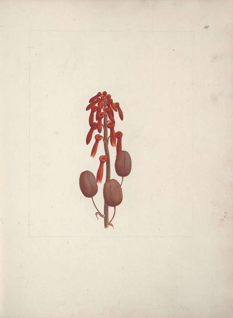 Aloe Macrocarpa Todaro Aloe