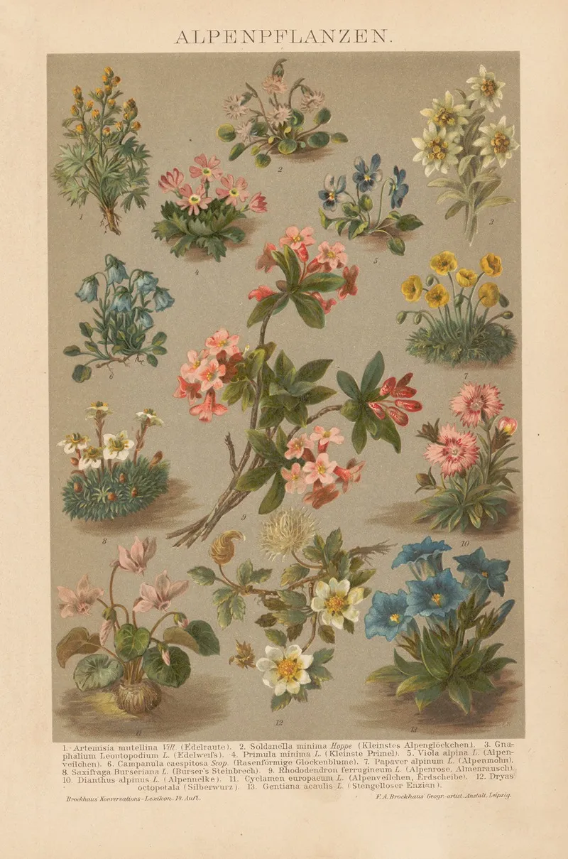 Alpenpflanzen