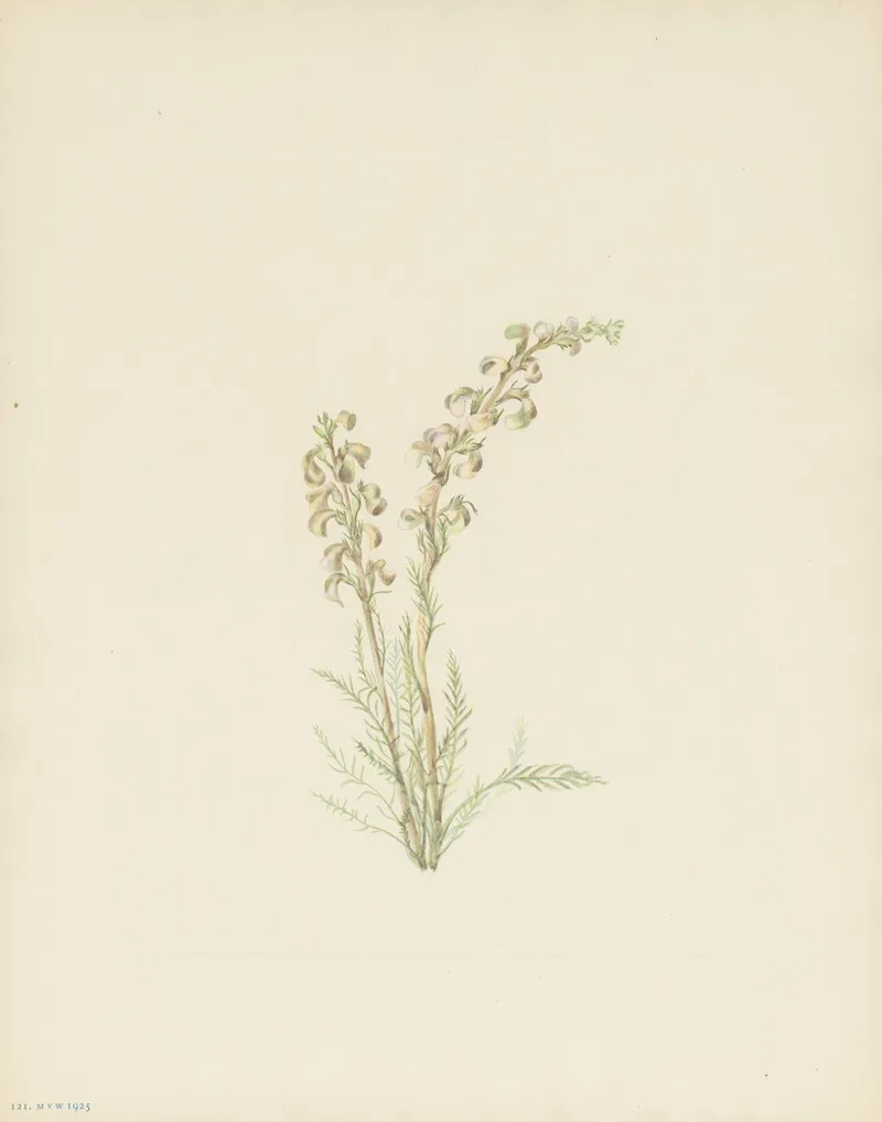 Alpine Fernleaf Pedicularis Contorta