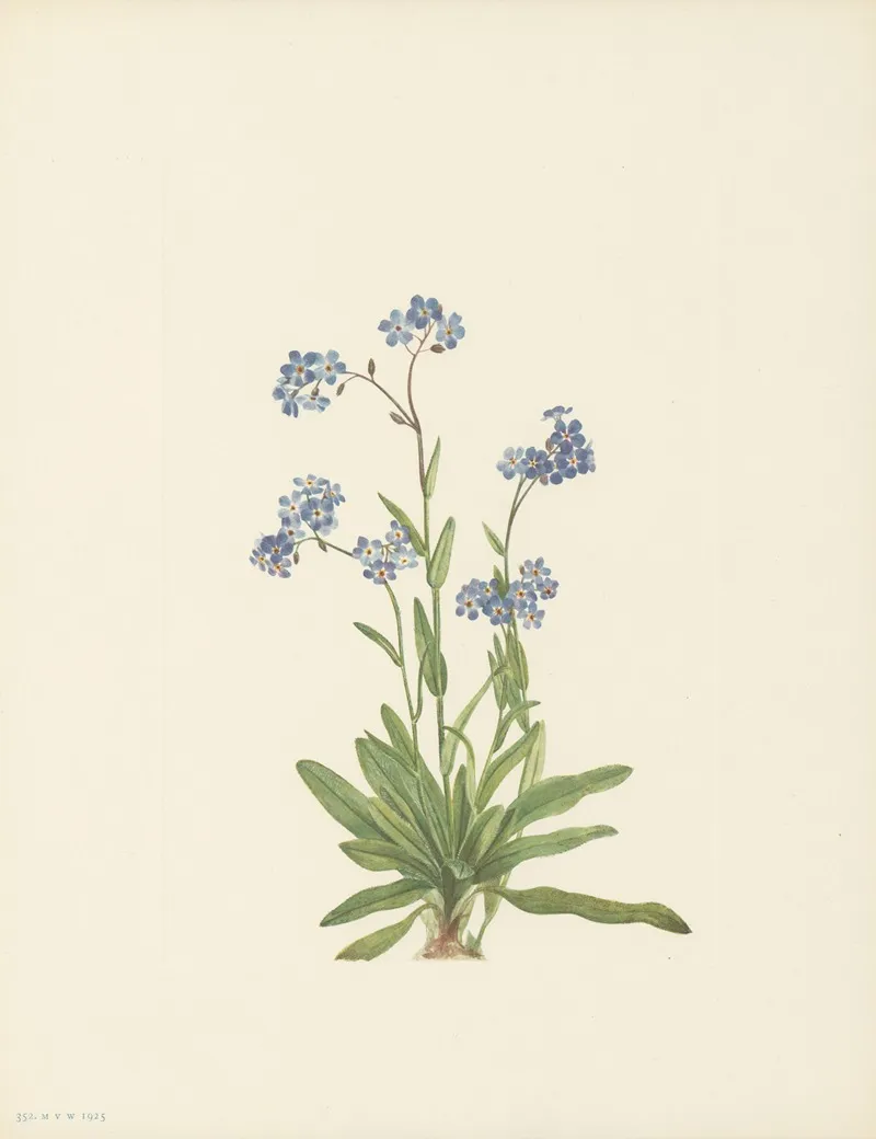 Alpine Forget Me Not Myosotis Alpestris 4