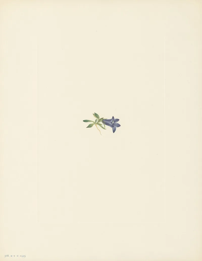 Alpine Harebell Campanula Iasiocarpa