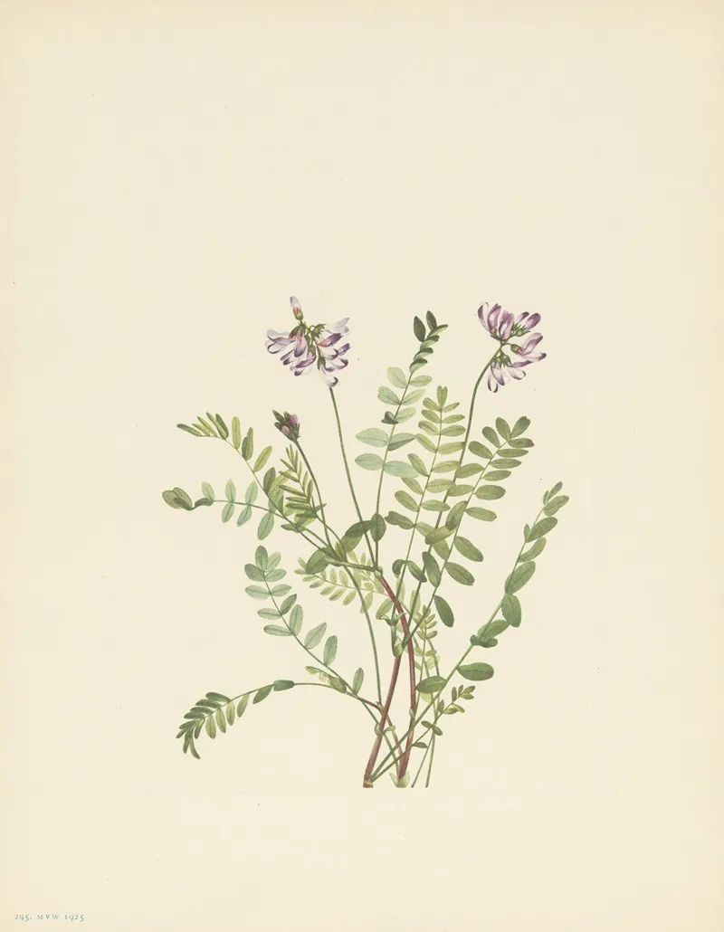 Alpine Milkvetch Astragalus Alpinus 3