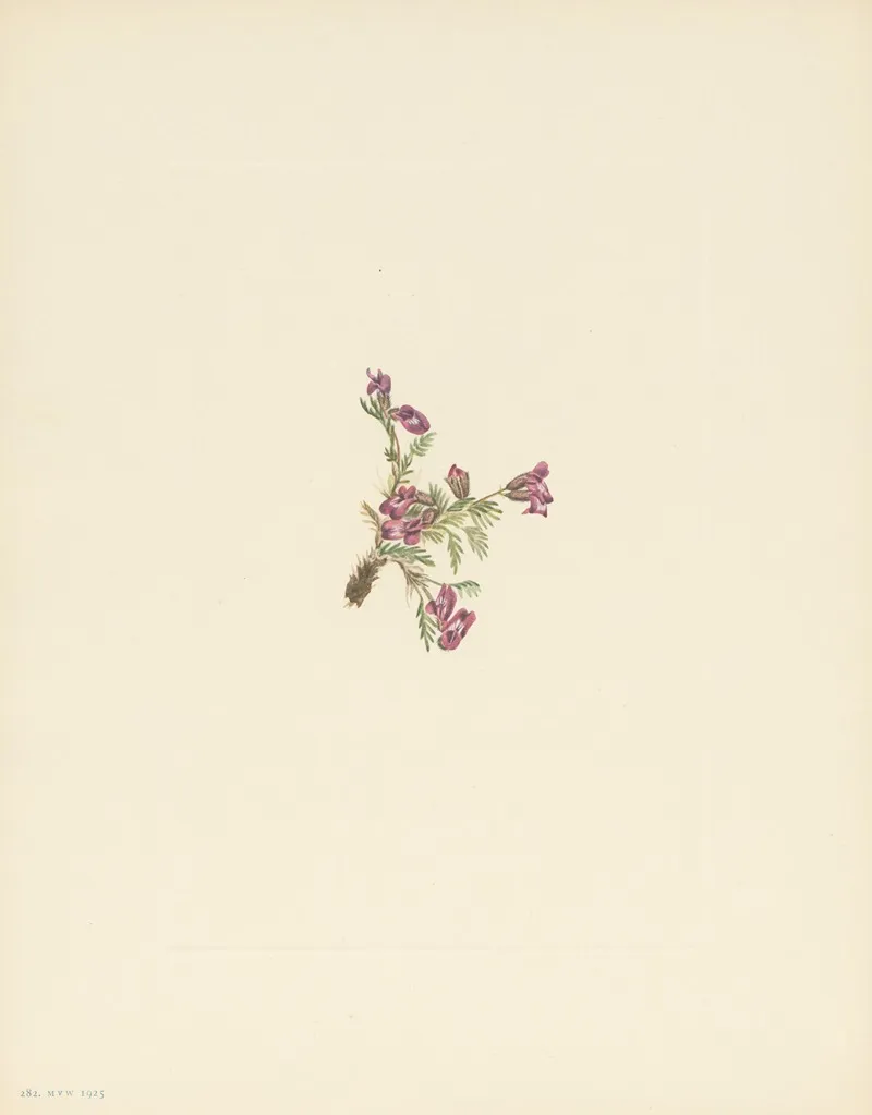 Alpine Pointvetch Flower Oxytropis Podocarpa 2