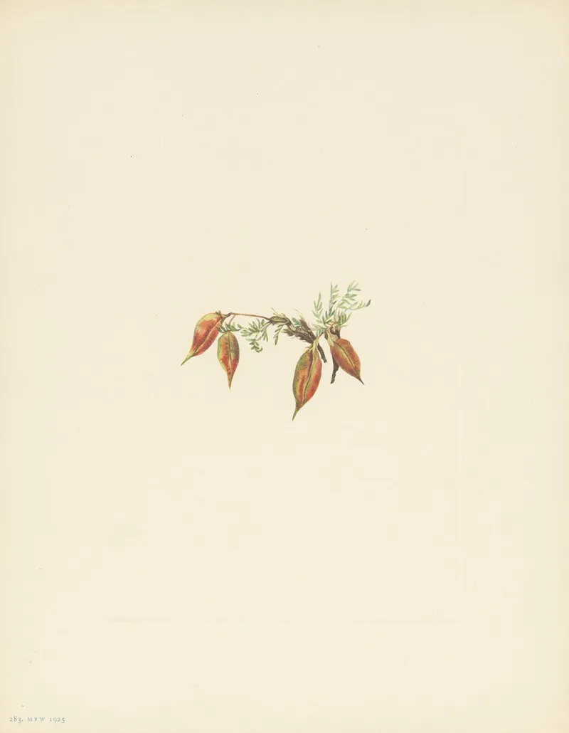 Alpine Pointvetch Fruit Oxytropis Podocarpa 2