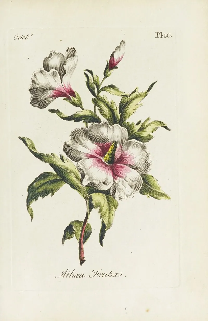 Althaea Frutex by Carington Bowles - Canvas Print