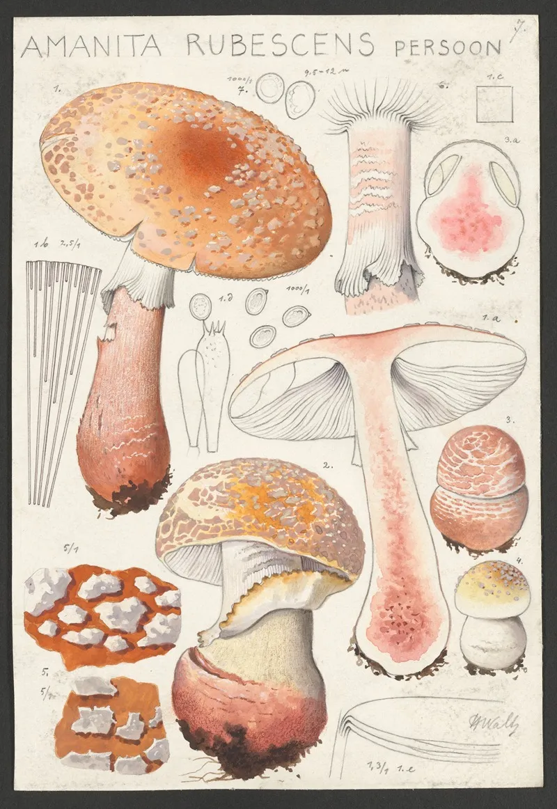 Amanita Rubescens Persoon