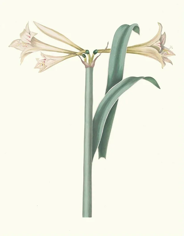 Amaryllis Harrisoni