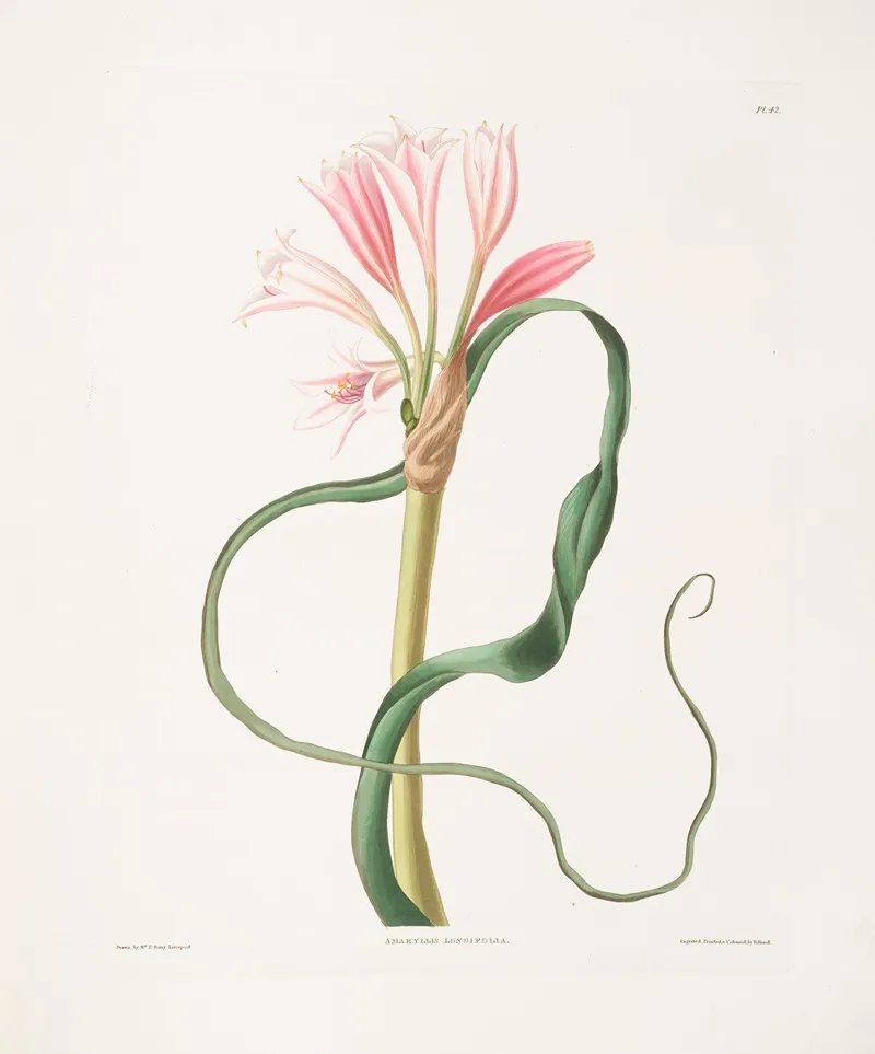 Amaryllis Longifolia Glauca 2