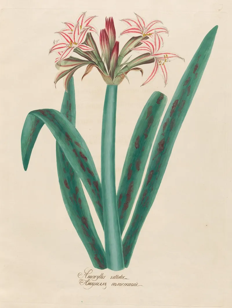 Amaryllis Vittata 2