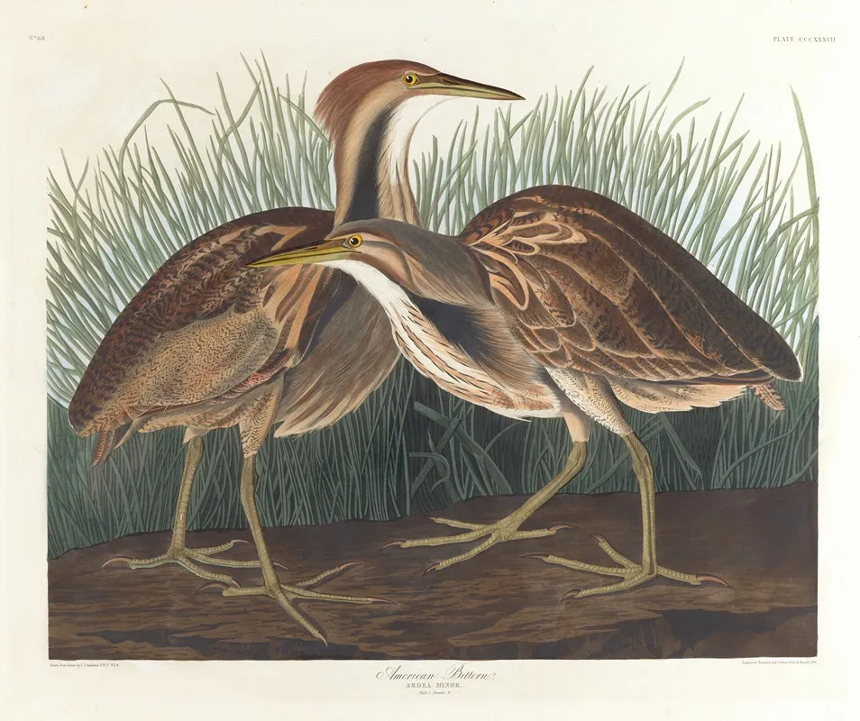 American Bittern by John James Audubon - Canvas Print