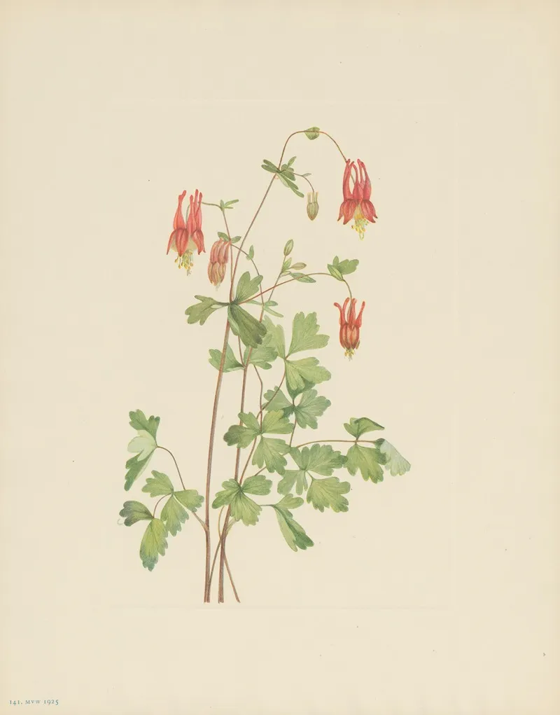 American Columbine Aquilegia Canadensis 3