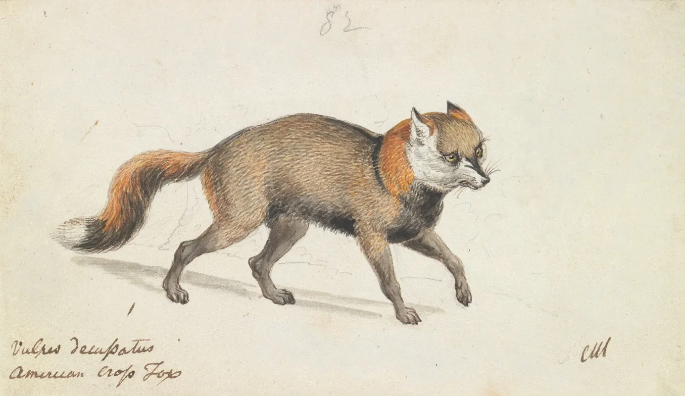 American Cross Fox