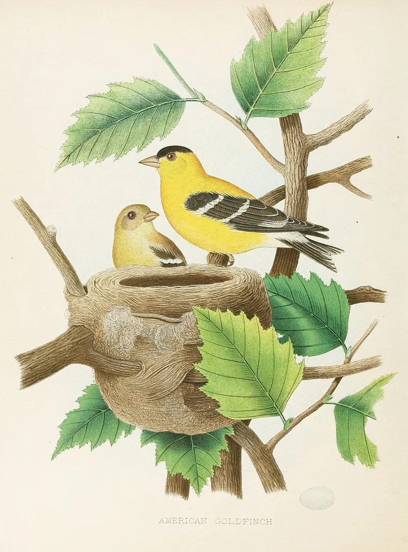 American Goldfinch by Edwin L. Sheppard - Canvas Print
