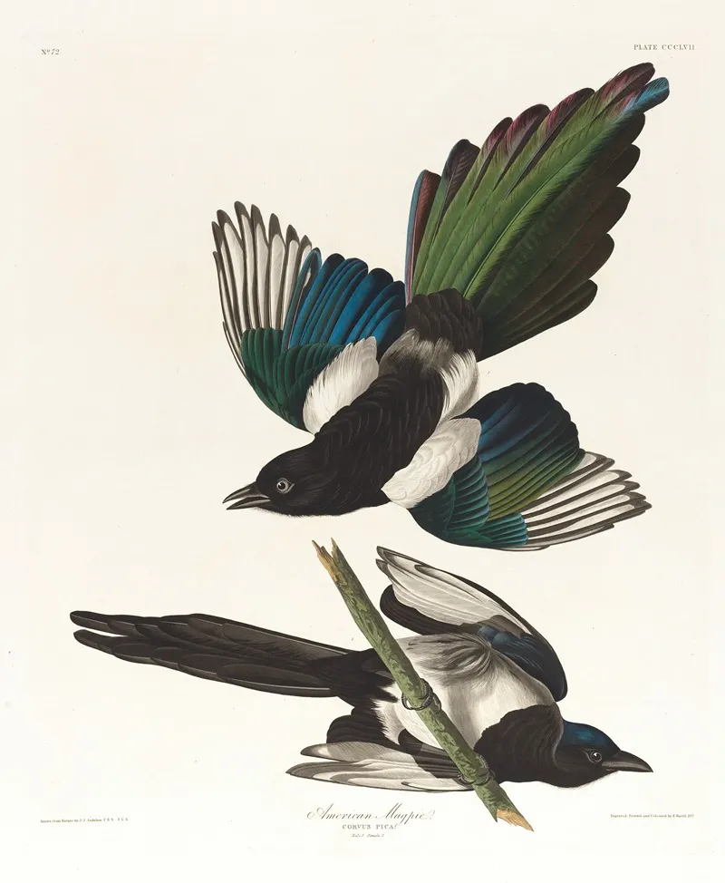 American Magpie
